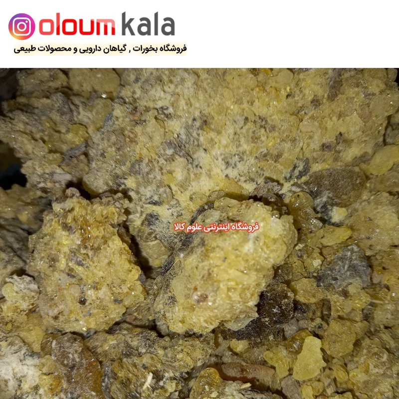 مصطکی آدامسی معطر(50گرم)